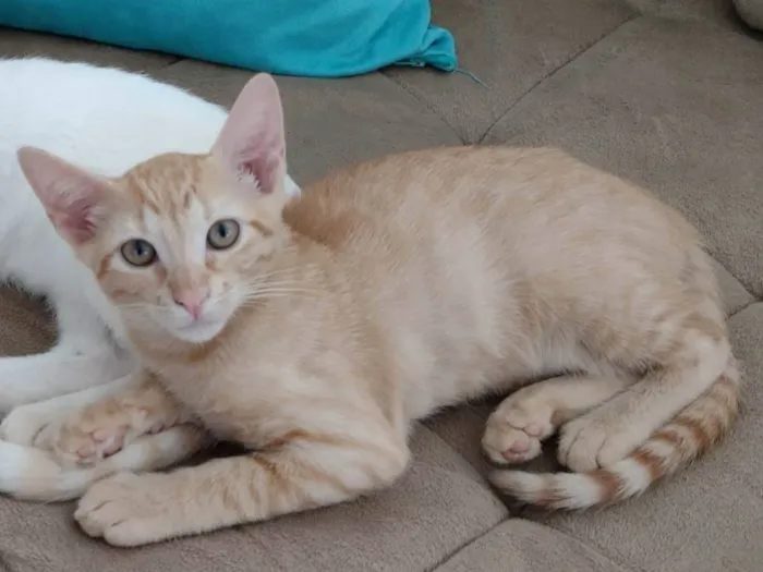 Gato raça SRD-ViraLata idade 2 a 6 meses nome 1 filhote de gato (fêmea)