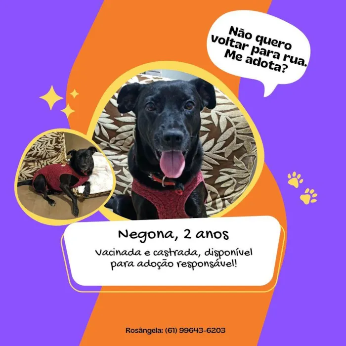 Cachorro ra a SRD-ViraLata idade 2 anos nome Negona