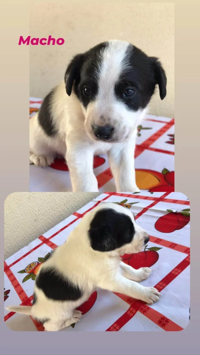 Cachorro ra a  idade Abaixo de 2 meses nome corinthiano