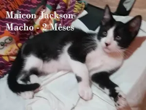 Gato raça SRD-ViraLata idade 2 a 6 meses nome MAICON JACKSON