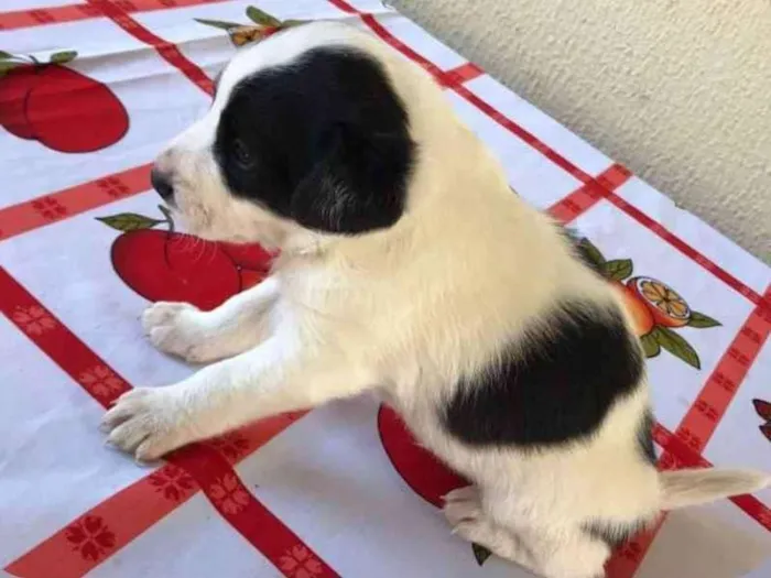 Cachorro ra a  idade Abaixo de 2 meses nome corinthiano