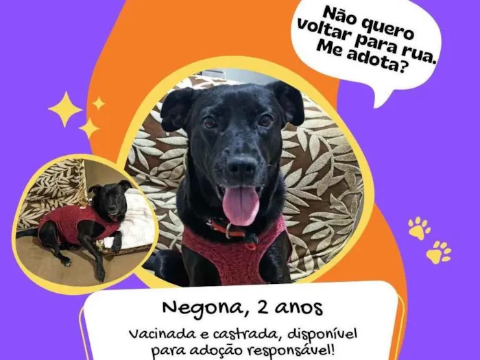 Cachorro ra a SRD-ViraLata idade 2 anos nome Negona