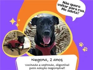 Cachorro raça SRD-ViraLata idade 2 anos nome Negona