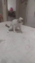 Dengoso, Danado, fofo, esperto. ..