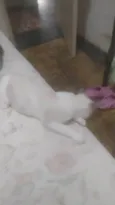 Dengoso, Danado, fofo, esperto. ..