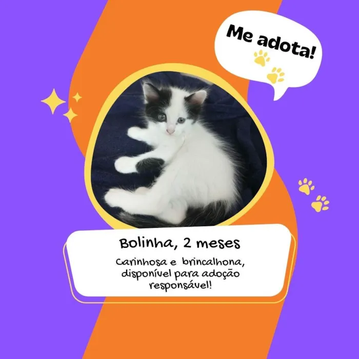 Gato raça SRD idade 2 a 6 meses nome Bolinha