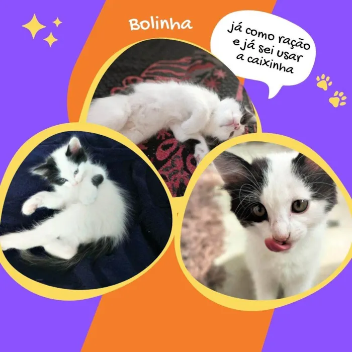 Gato raça SRD idade 2 a 6 meses nome Bolinha