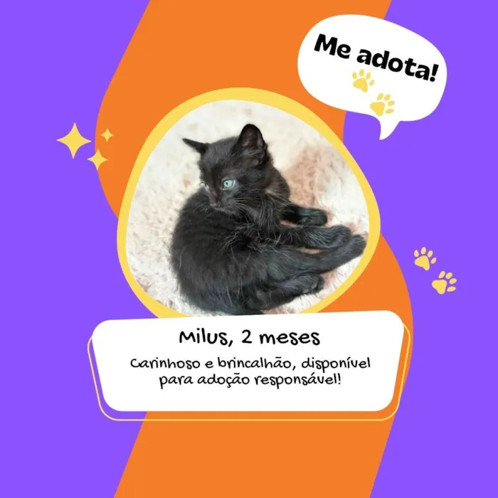 Gato raça SRD idade 2 a 6 meses nome Milus