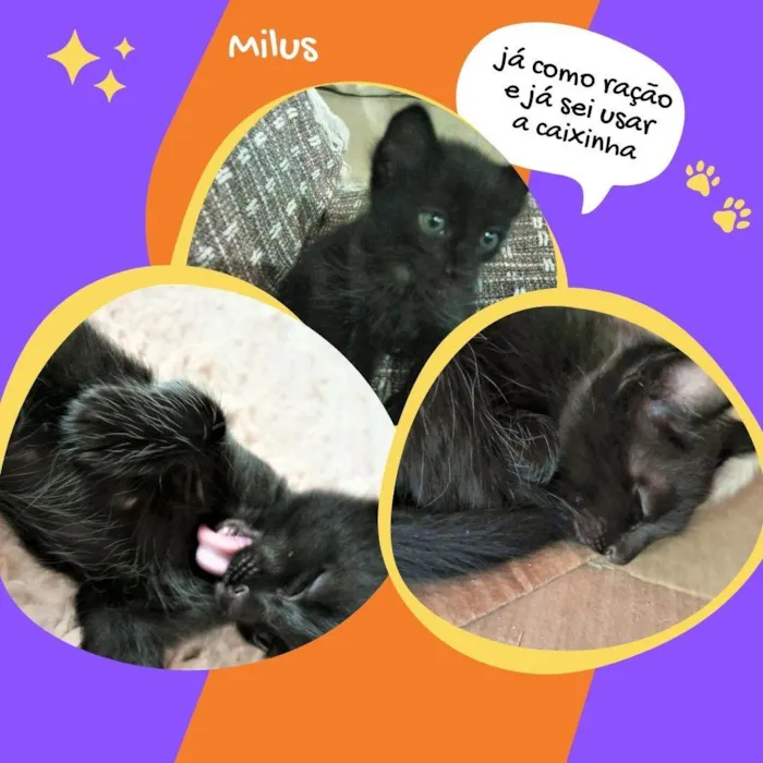 Gato raça SRD idade 2 a 6 meses nome Milus