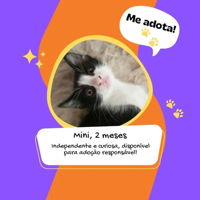 Gato raça SRD idade 2 a 6 meses nome Mini