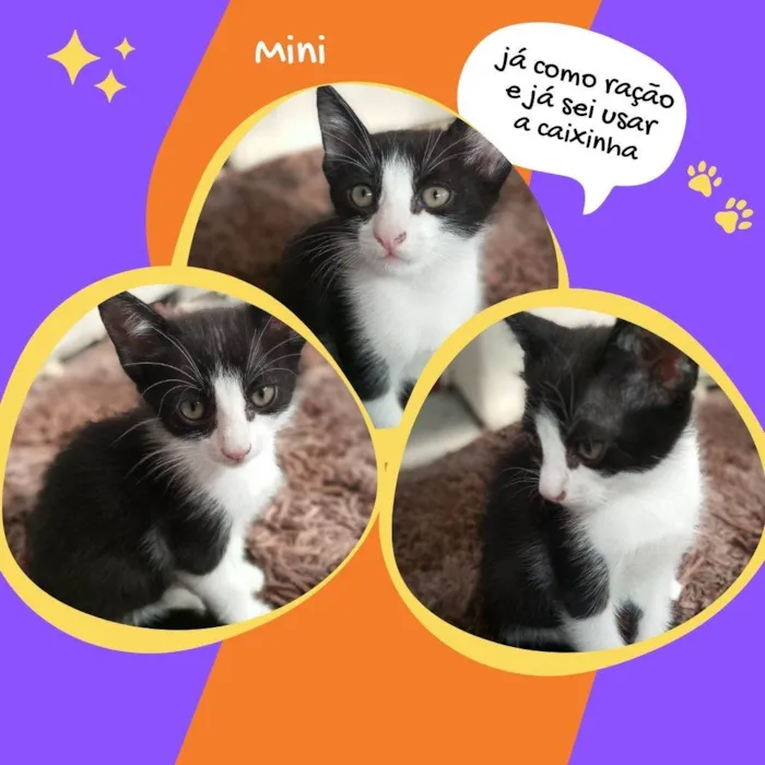 Gato raça SRD idade 2 a 6 meses nome Mini