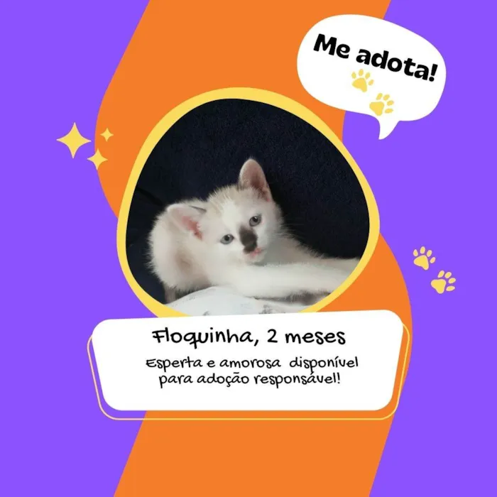 Gato raça SRD idade 2 a 6 meses nome Floquinha