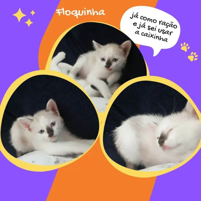 Gato raça SRD idade 2 a 6 meses nome Floquinha