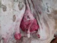 Animal que precisa de ajuda