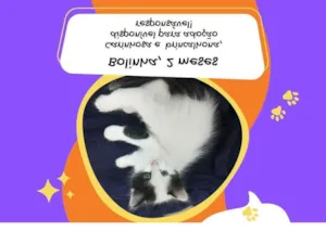 Gato raça SRD idade 2 a 6 meses nome Bolinha