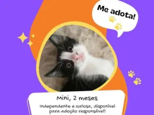 Gato raça SRD idade 2 a 6 meses nome Mini