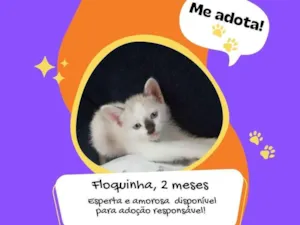 Gato raça SRD idade 2 a 6 meses nome Floquinha