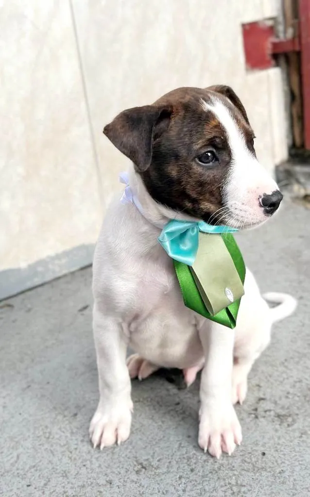 Cachorro raça SRD idade 2 a 6 meses nome Kenzo 