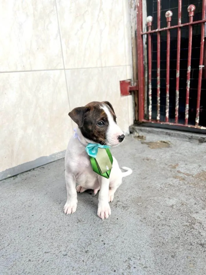 Cachorro raça SRD idade 2 a 6 meses nome Kenzo 