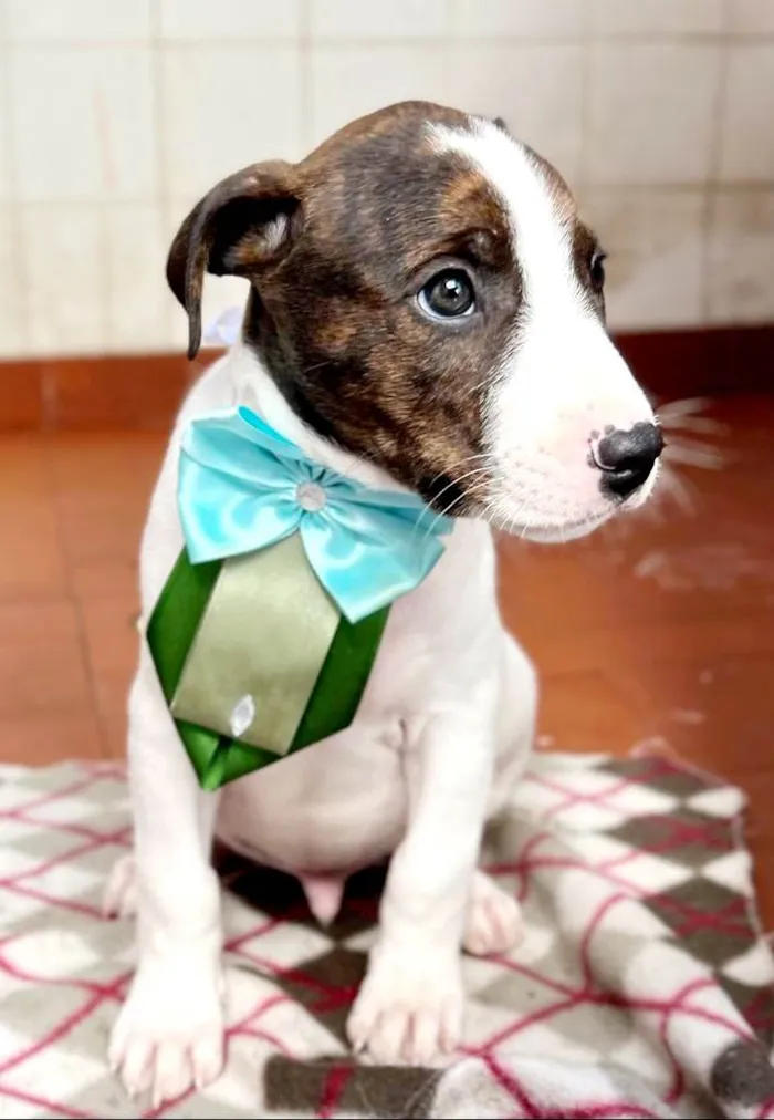 Cachorro raça SRD idade 2 a 6 meses nome Kenzo 