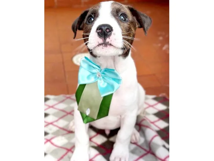 Cachorro raça SRD idade 2 a 6 meses nome Kenzo 