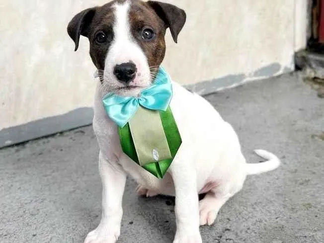 Cachorro raça SRD idade 2 a 6 meses nome Kenzo 