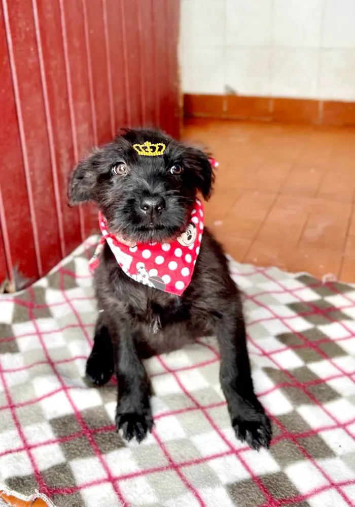 Cachorro raça SRD idade 2 a 6 meses nome Clarinha