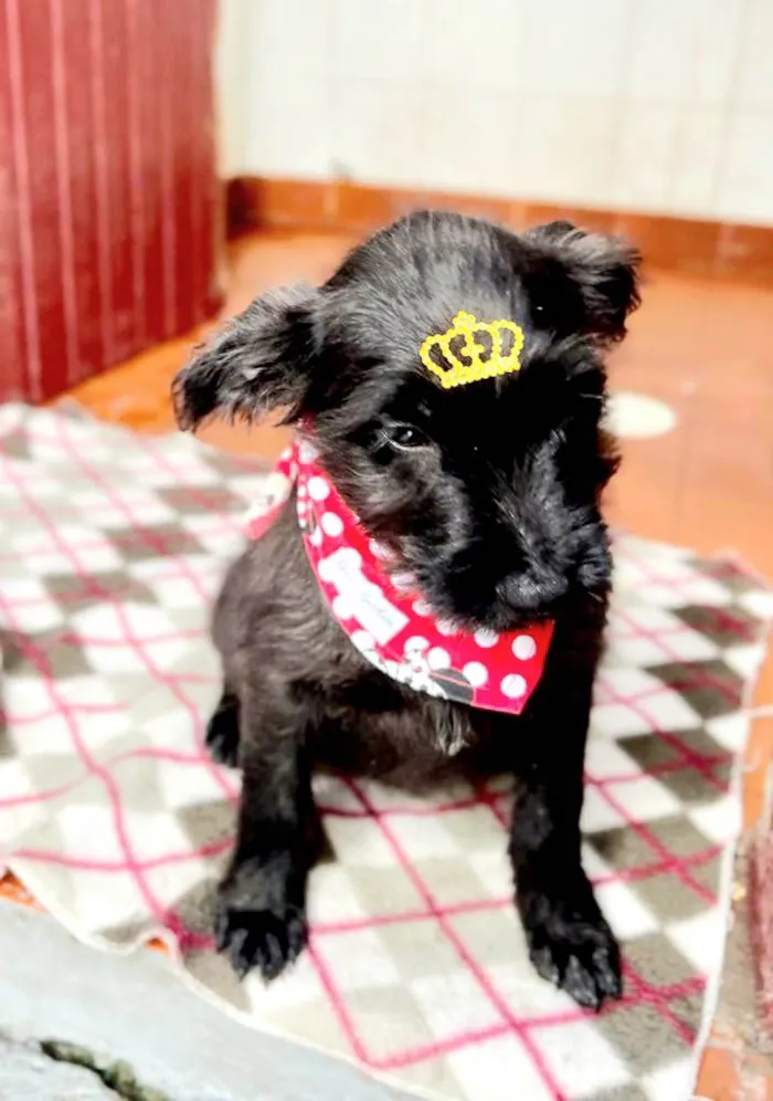 Cachorro raça SRD idade 2 a 6 meses nome Clarinha