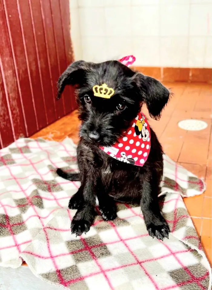 Cachorro raça SRD idade 2 a 6 meses nome Clarinha