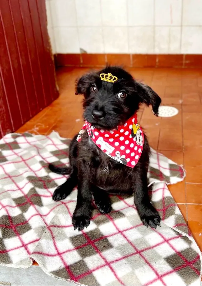 Cachorro raça SRD idade 2 a 6 meses nome Clarinha