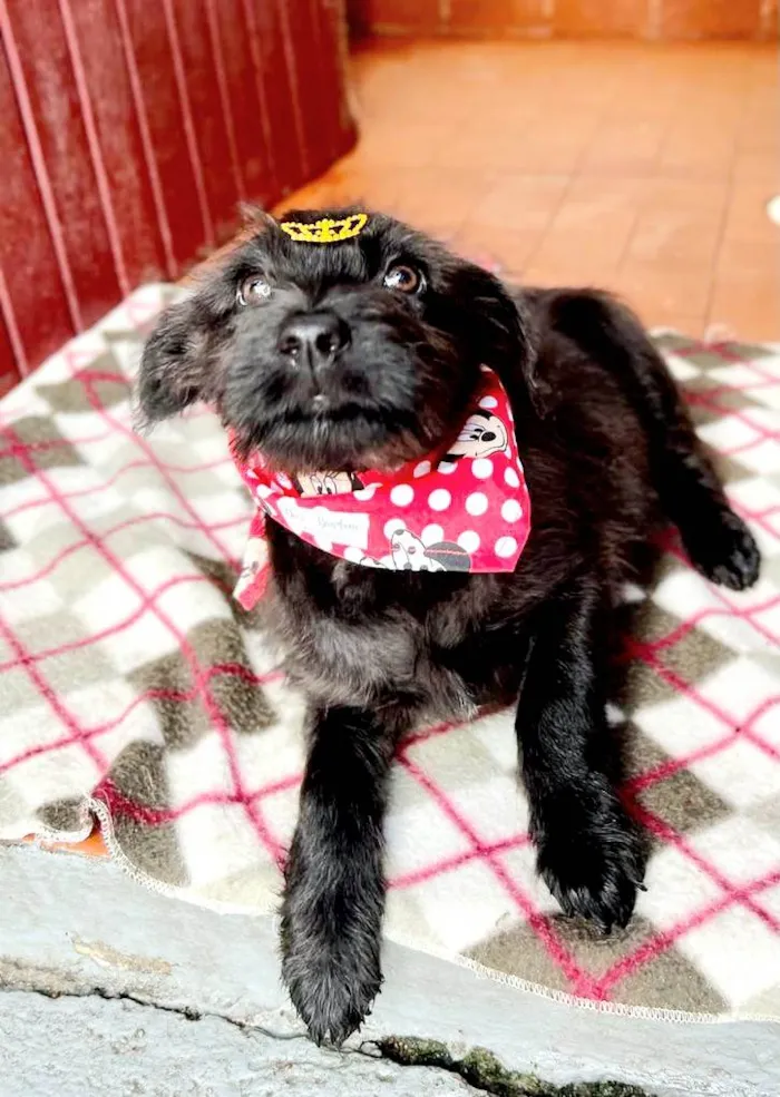 Cachorro raça SRD idade 2 a 6 meses nome Clarinha