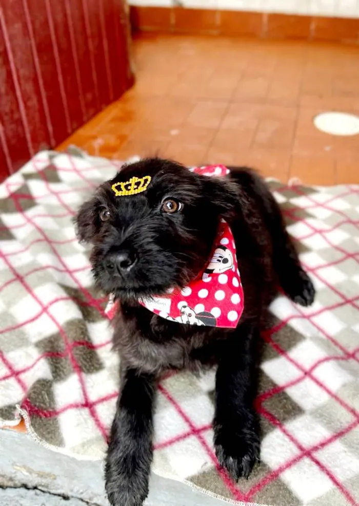 Cachorro raça SRD idade 2 a 6 meses nome Clarinha