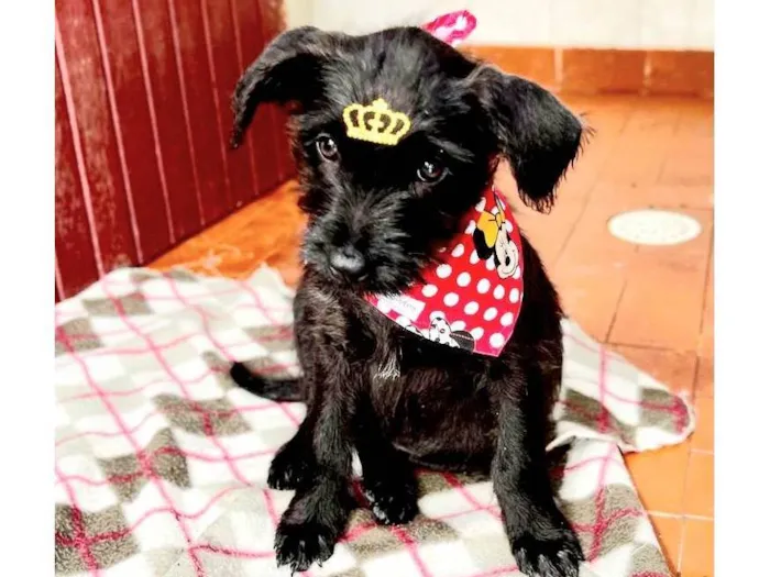 Cachorro raça SRD idade 2 a 6 meses nome Clarinha