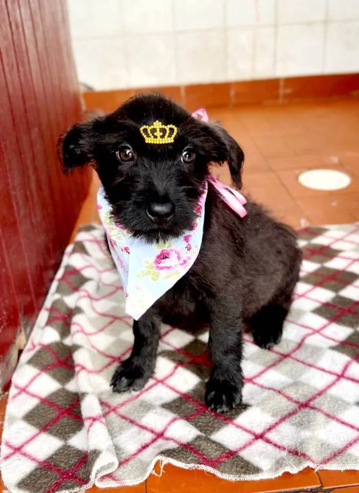 Cachorro raça SRD idade 2 a 6 meses nome Aninha