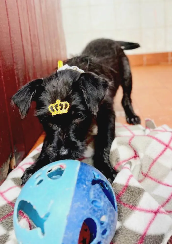 Cachorro raça SRD idade 2 a 6 meses nome Aninha