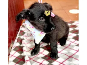Cachorro raça SRD idade 2 a 6 meses nome Aninha