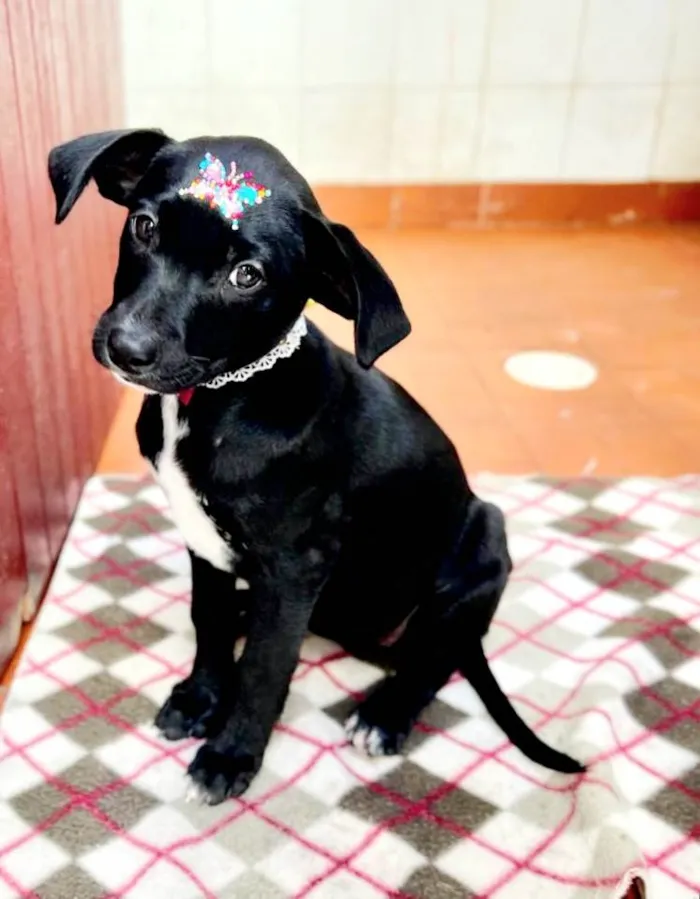 Cachorro raça SRD  idade 2 a 6 meses nome Milli