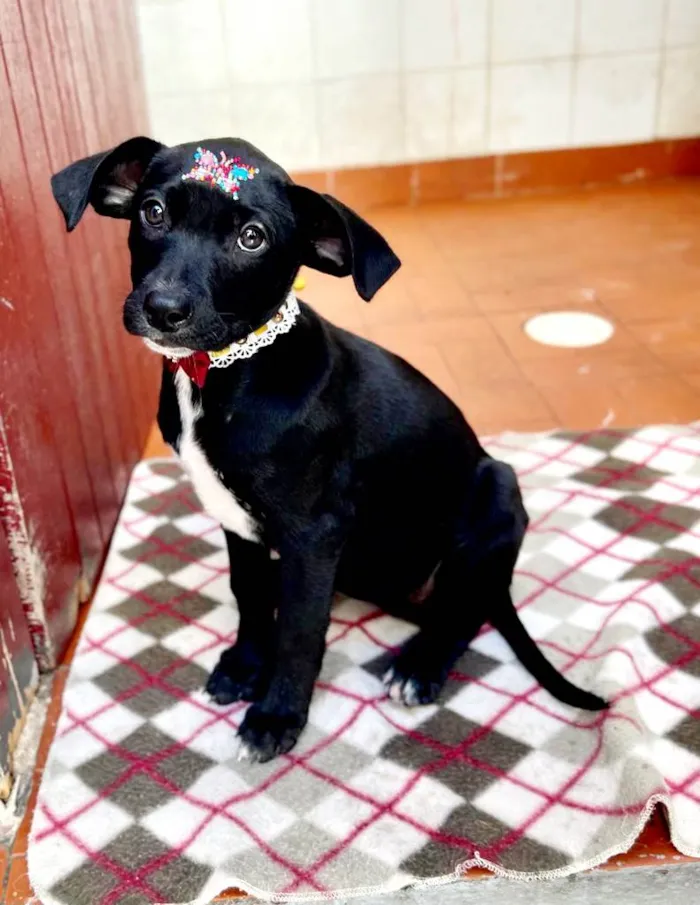 Cachorro raça SRD  idade 2 a 6 meses nome Milli