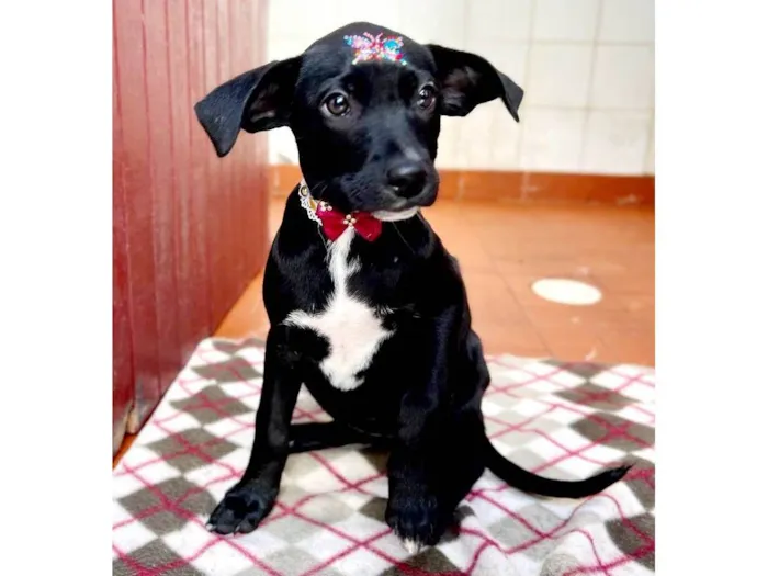 Cachorro raça SRD  idade 2 a 6 meses nome Milli