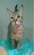 NALA