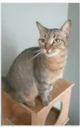 NALA