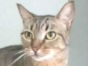 Gato raça srd tigradinha  idade 2 anos nome NALA