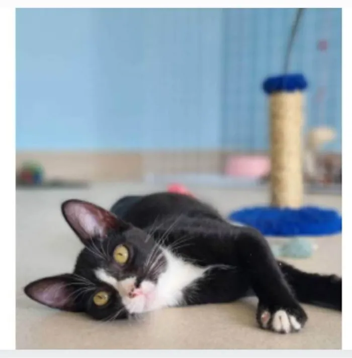 Gato ra a srd tigradinho idade 2 a 6 meses nome ASHER
