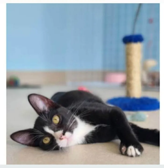 Gato ra a srd tigradinho idade 2 a 6 meses nome ASHER
