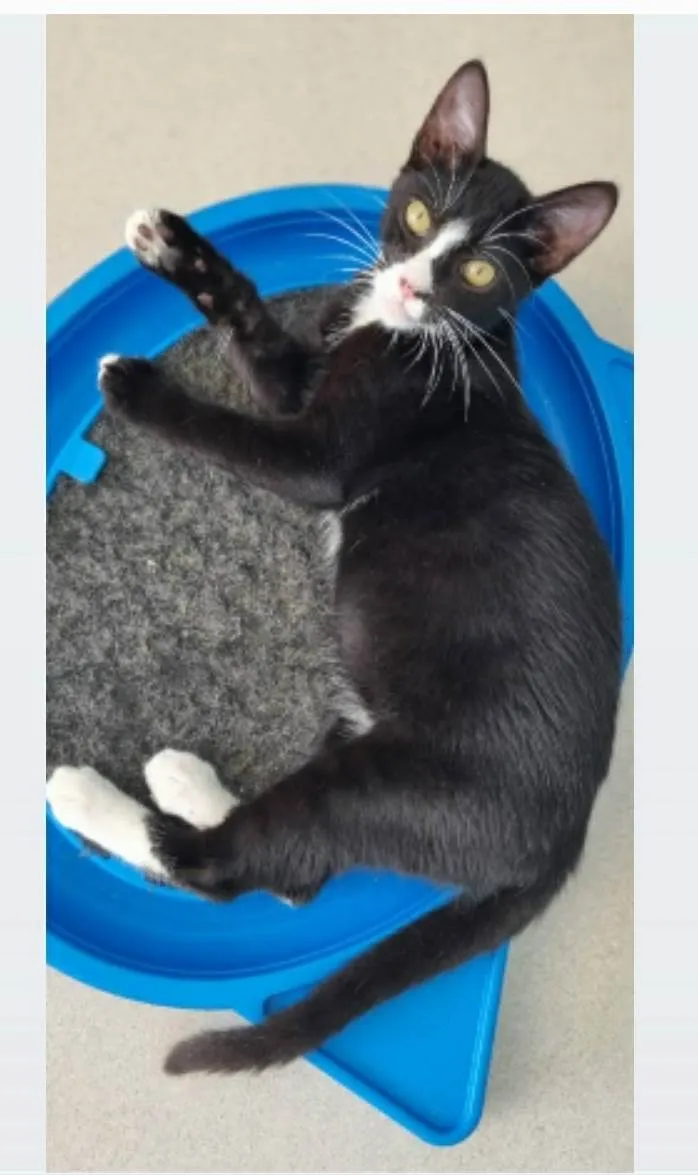 Gato ra a srd tigradinho idade 2 a 6 meses nome ASHER