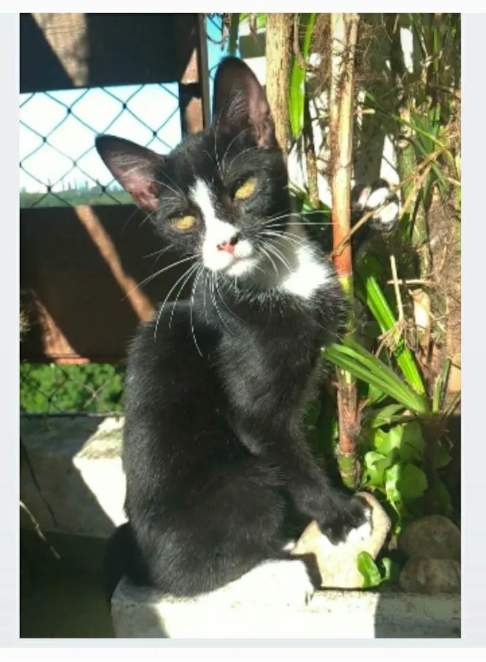 Gato ra a srd tigradinho idade 2 a 6 meses nome ASHER