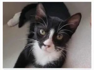 Gato raça srd tigradinho idade 2 a 6 meses nome ASHER