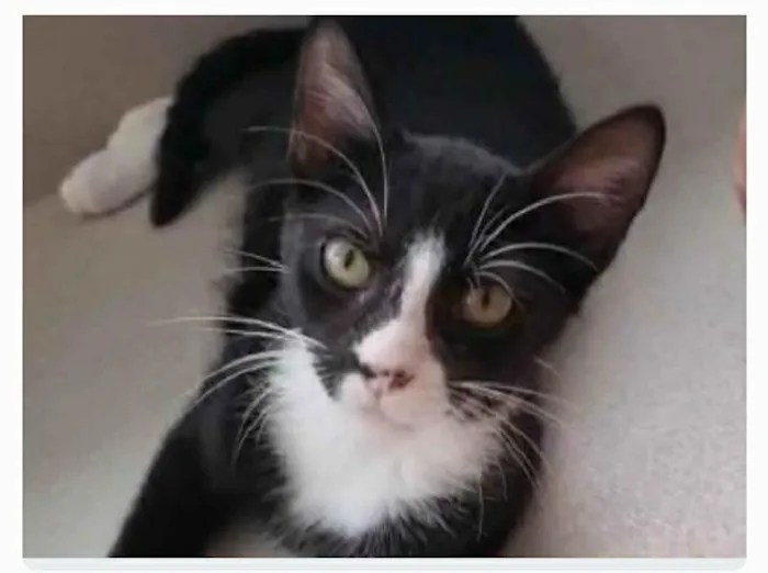 Gato ra a srd tigradinho idade 2 a 6 meses nome ASHER
