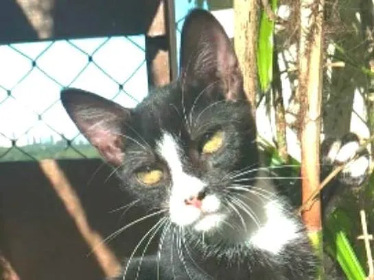 Gato ra a srd tigradinho idade 2 a 6 meses nome ASHER