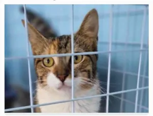 Gato raça srd  idade 2 a 6 meses nome FLOR